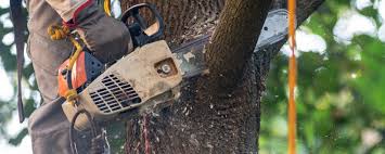 How Our Tree Care Process Works  in  Clawson, MI