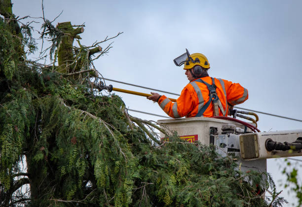 Best Emergency Tree Removal  in Clawson, MI