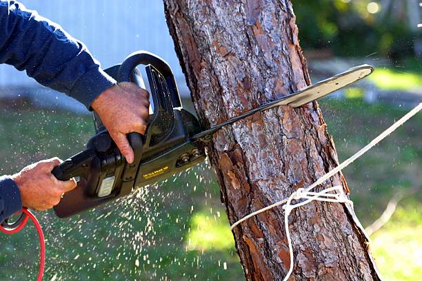 Best Tree Risk Assessment  in Clawson, MI