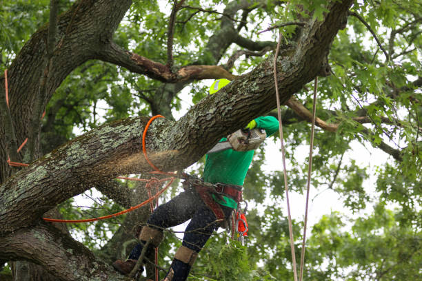 Trusted Clawson, MI Tree Removal Services Experts